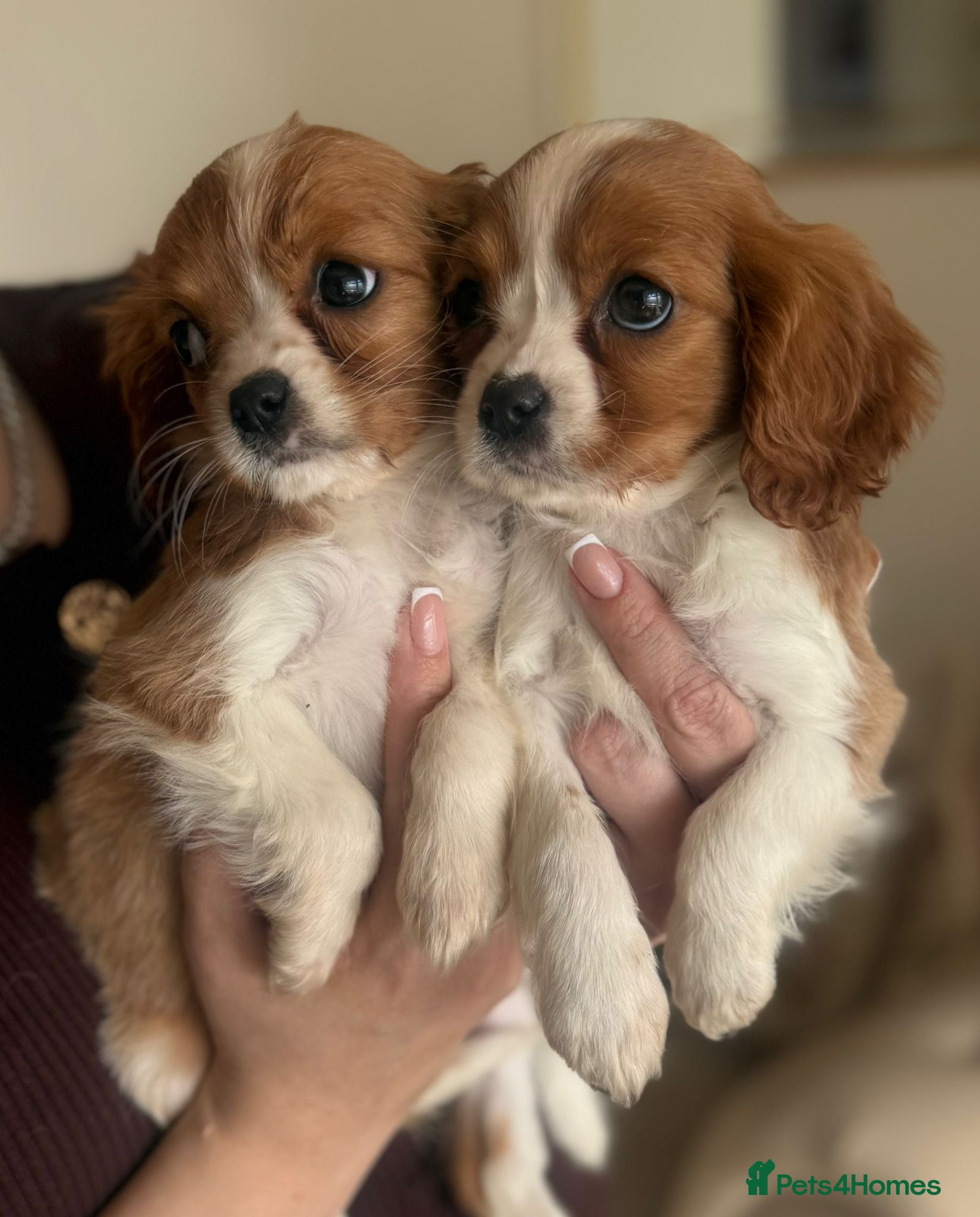 Cavalier King Charles Spaniel dogs Cavalier King Charles  - Advert 4