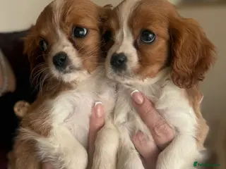 Cavalier King Charles Spaniel dogs Cavalier King Charles - Advert 4