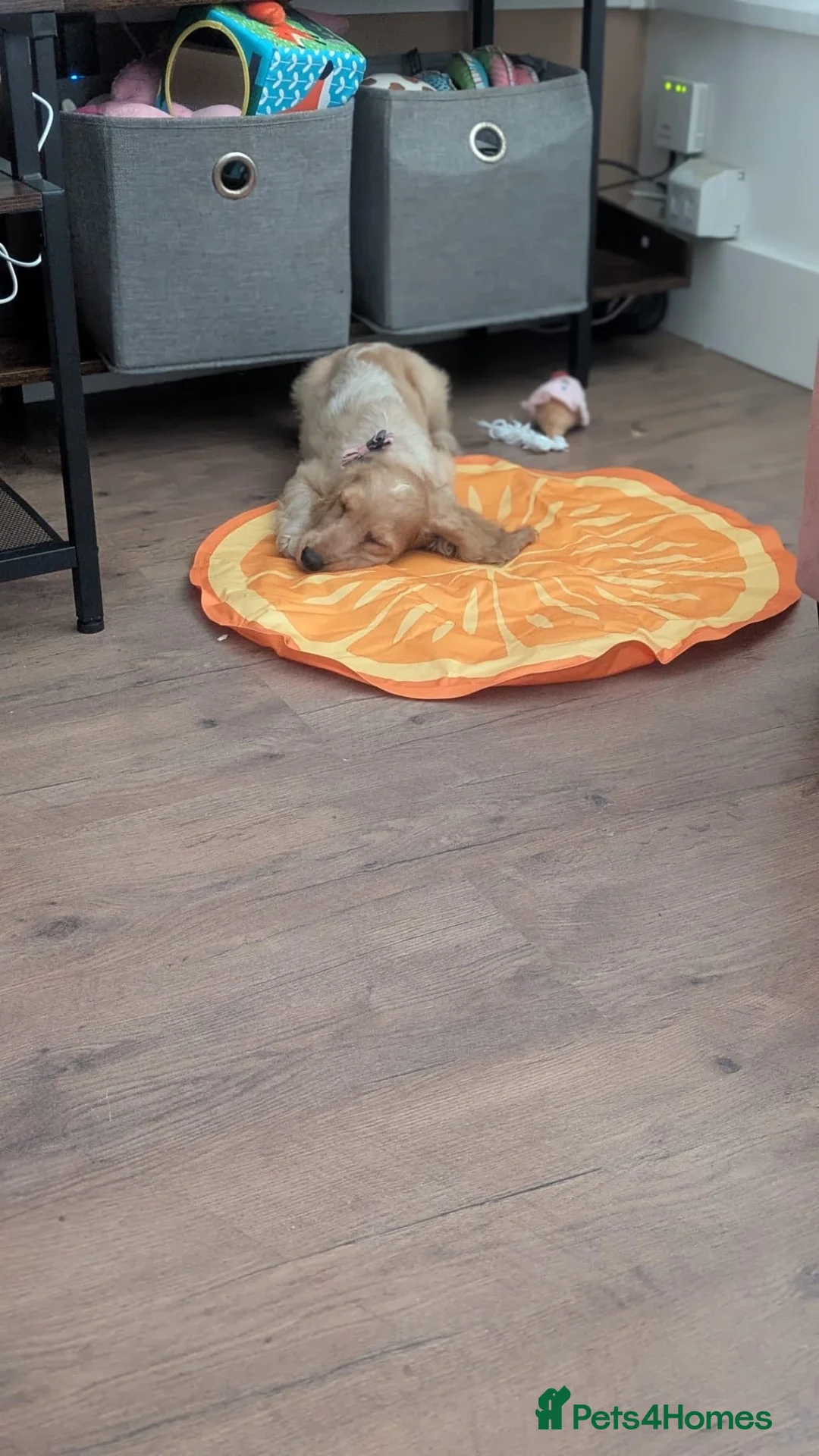 Cocker Spaniel dogs for sale: Potentially looking for a new home for my girl - Advert 4