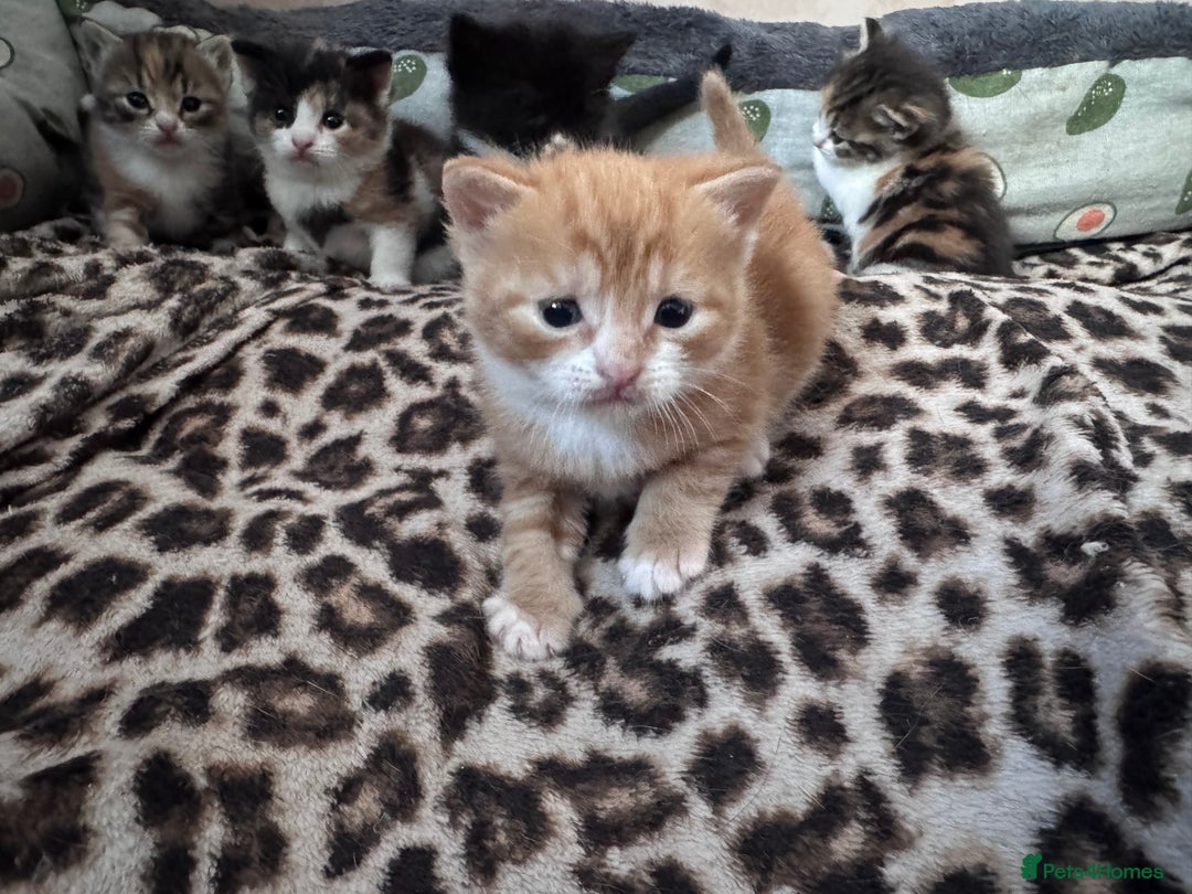 Bengal cats for sale: Beautifull kittens for sale - Image 10