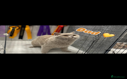 British Shorthair cats for sale: GCCF British shorthair kittens for Sale - Image 17