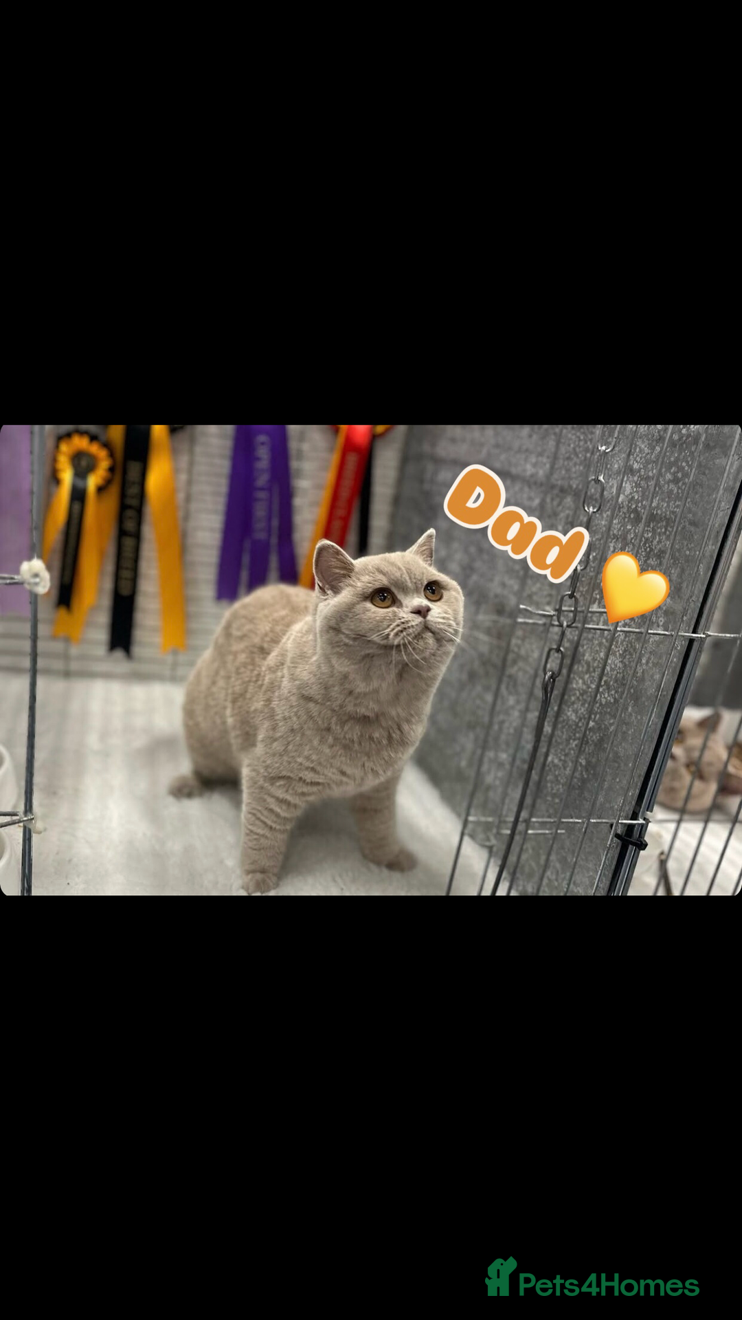 British Shorthair cats for sale: GCCF British shorthair kittens for Sale - Image 17