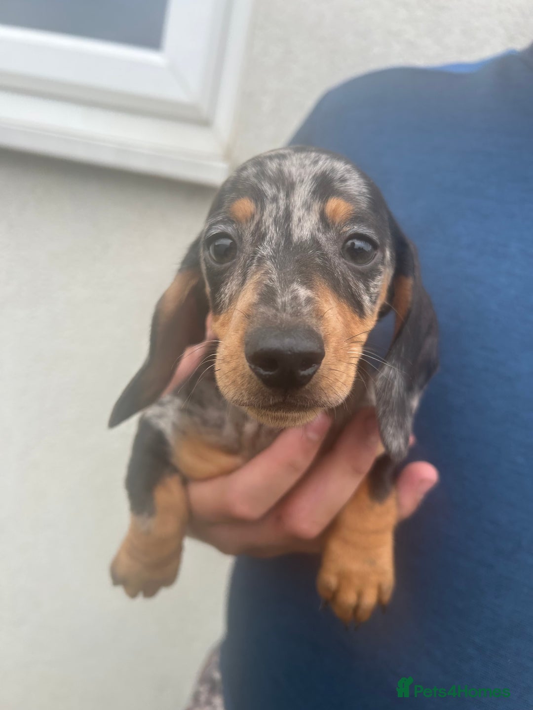 Miniature Dachshund dogs for sale: 4 miniature dachshund puppies for sale. - Image 4