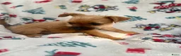 Mixed Breed dogs for sale: Jack Russell/ Yorkshire terrier puppy’s  in Pontypool - Advert 23