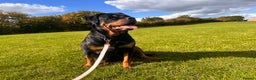 Rottweiler dogs for sale:  adorable Rottweiler puppy - Advert 2