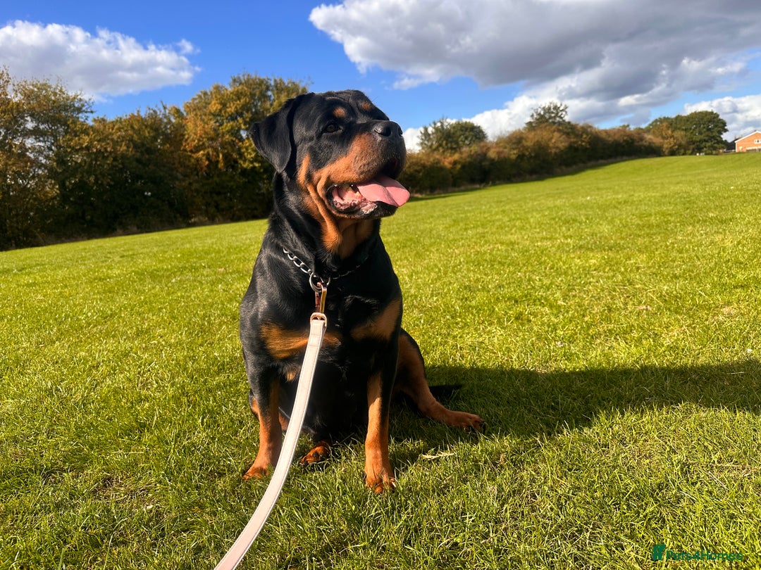 Rottweiler dogs for sale:  adorable Rottweiler puppy - Advert 2
