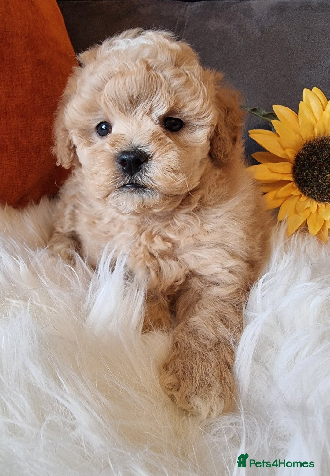 Shihpoo dogs for sale: Adorable best friend Shihpoo pups Fully Vaccinated - Advert 37
