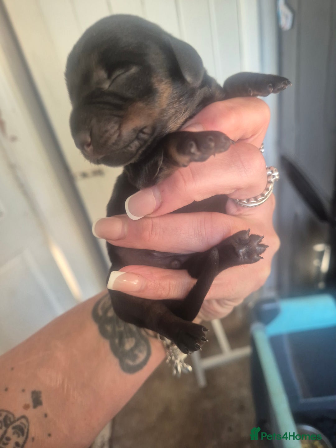 Dachshund dogs for sale: Dachshund Puppies  - Image 1