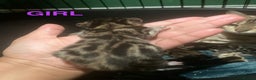 Bengal cats for sale: Pedigree Bengal Kittens  **  - Advert 13