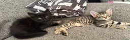 Mixed Breed cats for sale: Beautiful 🐈‍⬛ kittens x - Advert 18