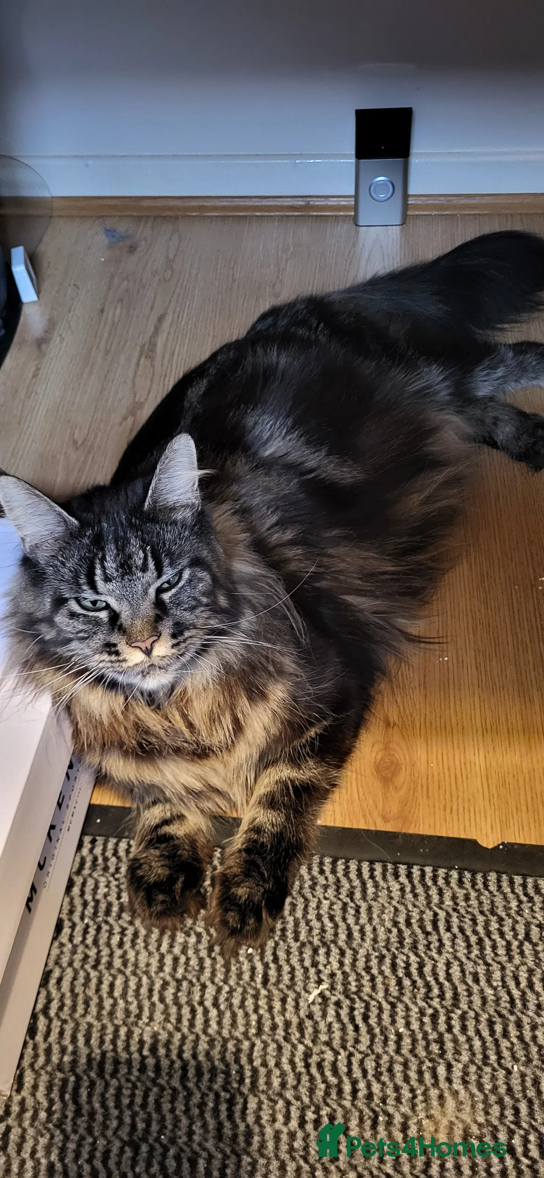 Maine Coon cats for sale: GCCF - Maine Coon Kittens - Advert 2