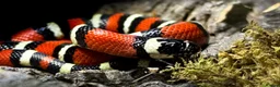 Rat Snake reptiles for sale: Vietnamese Blue Beauty Rat Snake & Nelson’s Milk in Peterlee - Advert 3