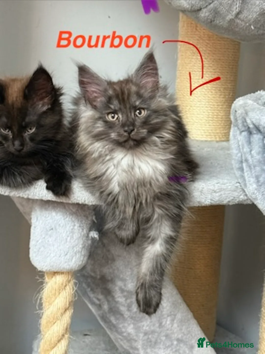 Maine Coon cats for sale: Stunning Pedigree Maine Coon Kittens for Sale - Advert 17