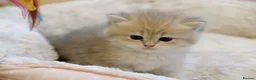 British Shorthair cats for sale: Gorgeous BSH golden kittens pedigree TICA - Advert 9