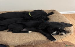 Cocker Spaniel dogs for sale: *3 left* black & white kc working cocker spaniels  - Image 11