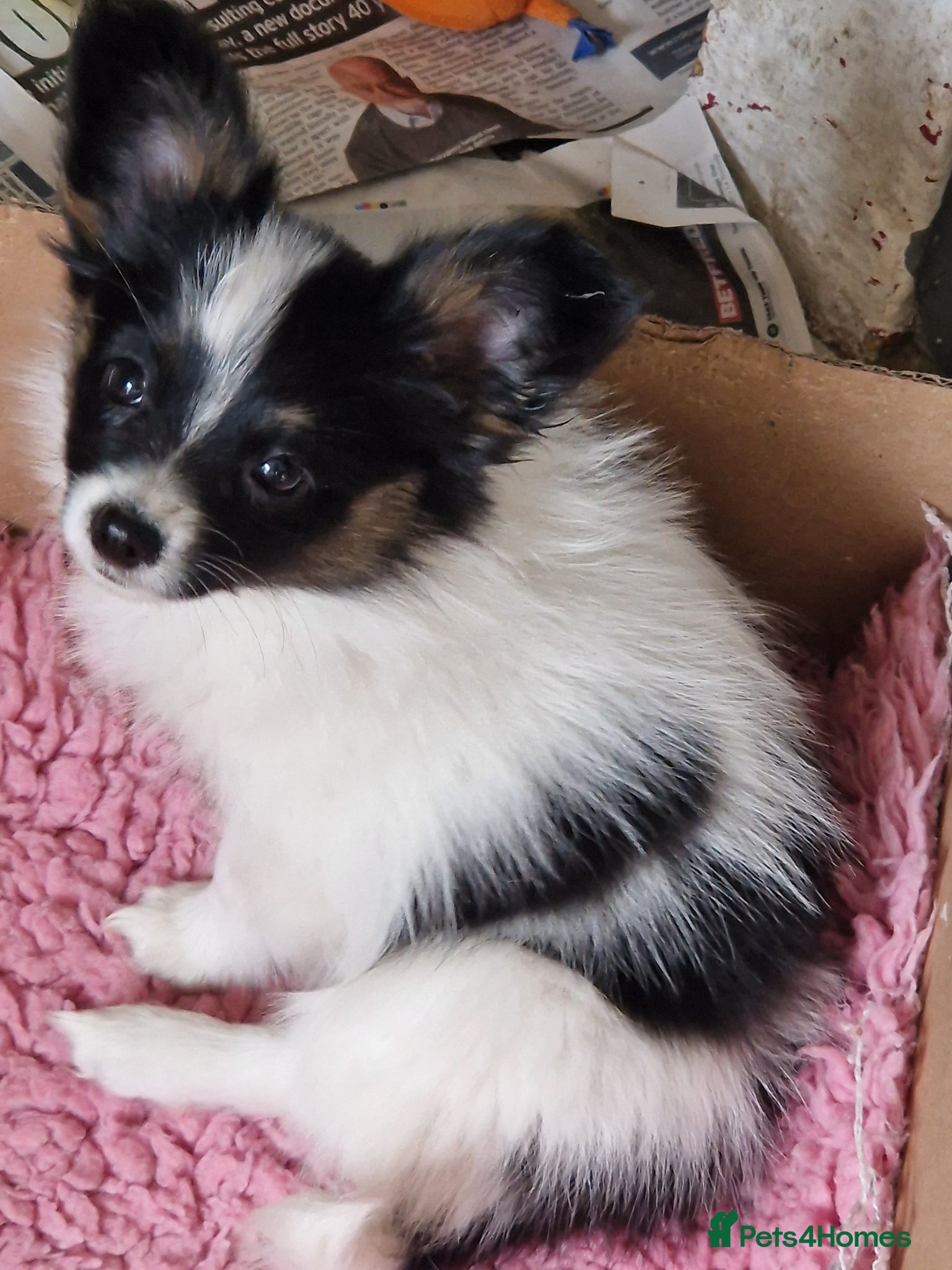Papillon dogs Gorgeous Papillon puppies  - Advert 1