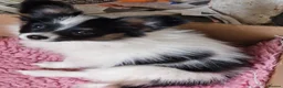 Papillon dogs for sale: Gorgeous Papillon puppies  - Advert 1