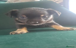 Mixed Breed dogs for sale: 🐾 Adorable Puppies Looking for a Loving Home 🐾   - Image 5
