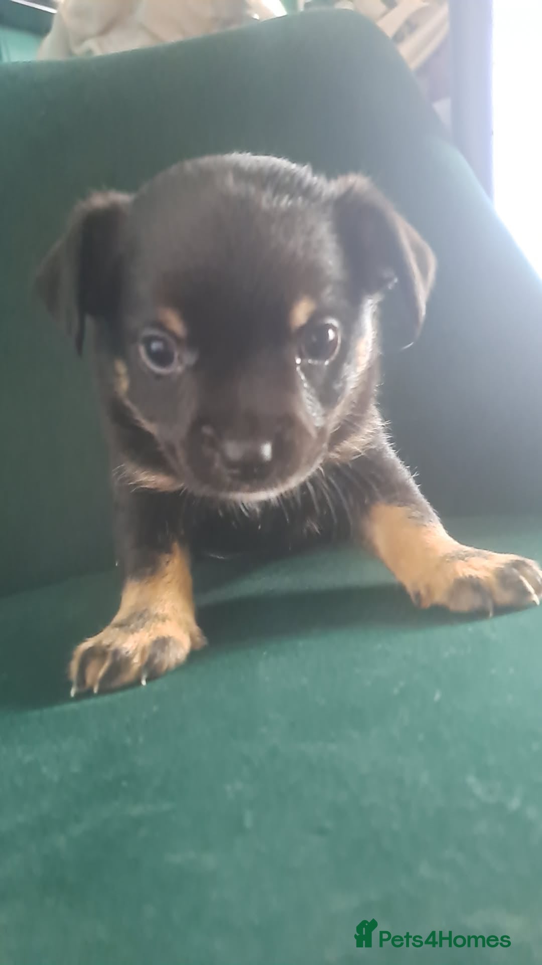 Mixed Breed dogs for sale: 🐾 Adorable Puppies Looking for a Loving Home 🐾   - Image 5