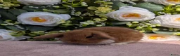 Mini Lop rabbits for sale: ❤️mini lop babies ❤️  - Advert 9