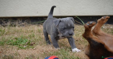 Staffordshire Bull Terrier dogs - Advert 2
