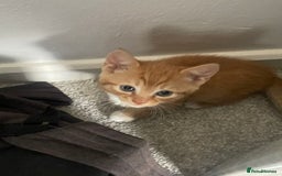 Mixed Breed cats for sale: 5 KITTENS FOR SALE🥰😍 - Image 13