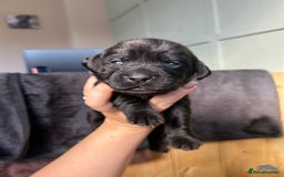 Labrador Retriever dogs for sale: Labrador puppies  - Image 18