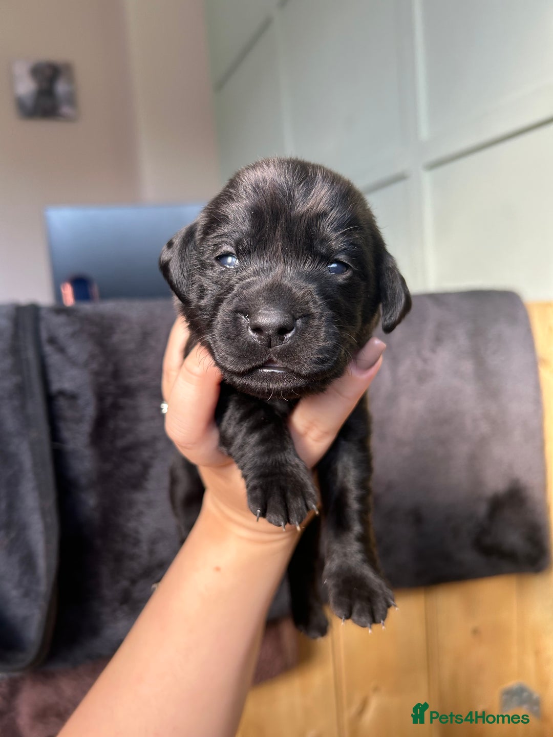 Labrador Retriever dogs for sale: Labrador puppies  - Image 18