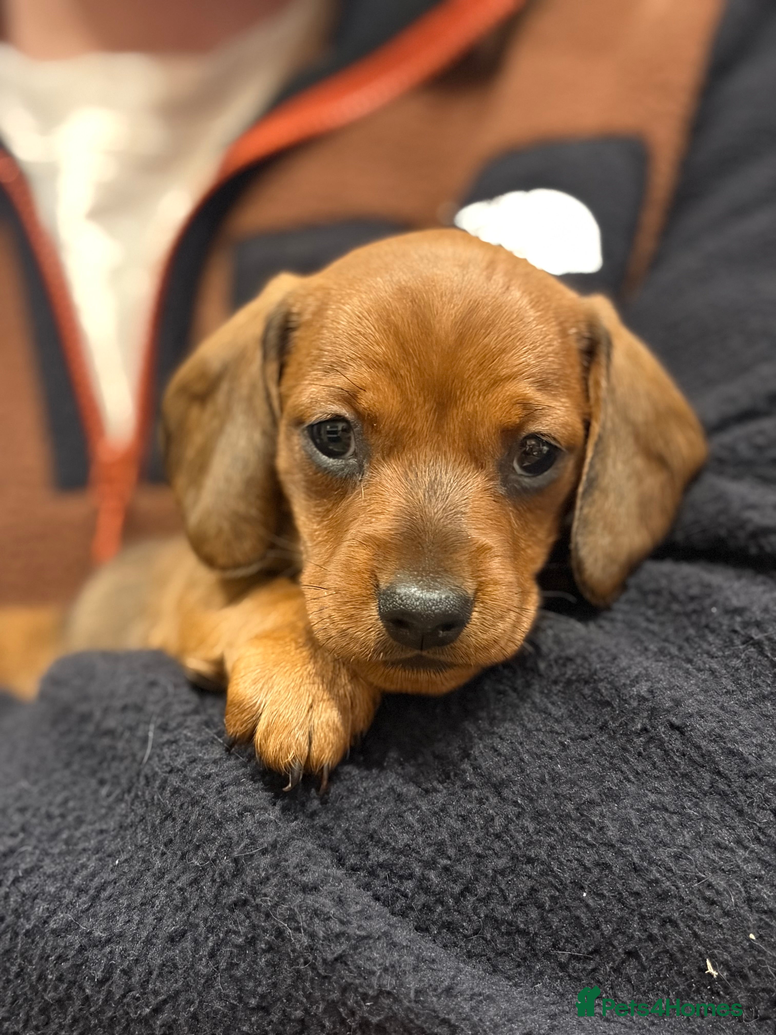 Miniature Dachshund dogs Miniature daschunds  - Advert 1
