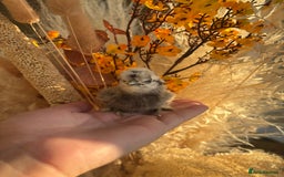 Chickens poultry for sale: USA Silkie Chicks - Image 2