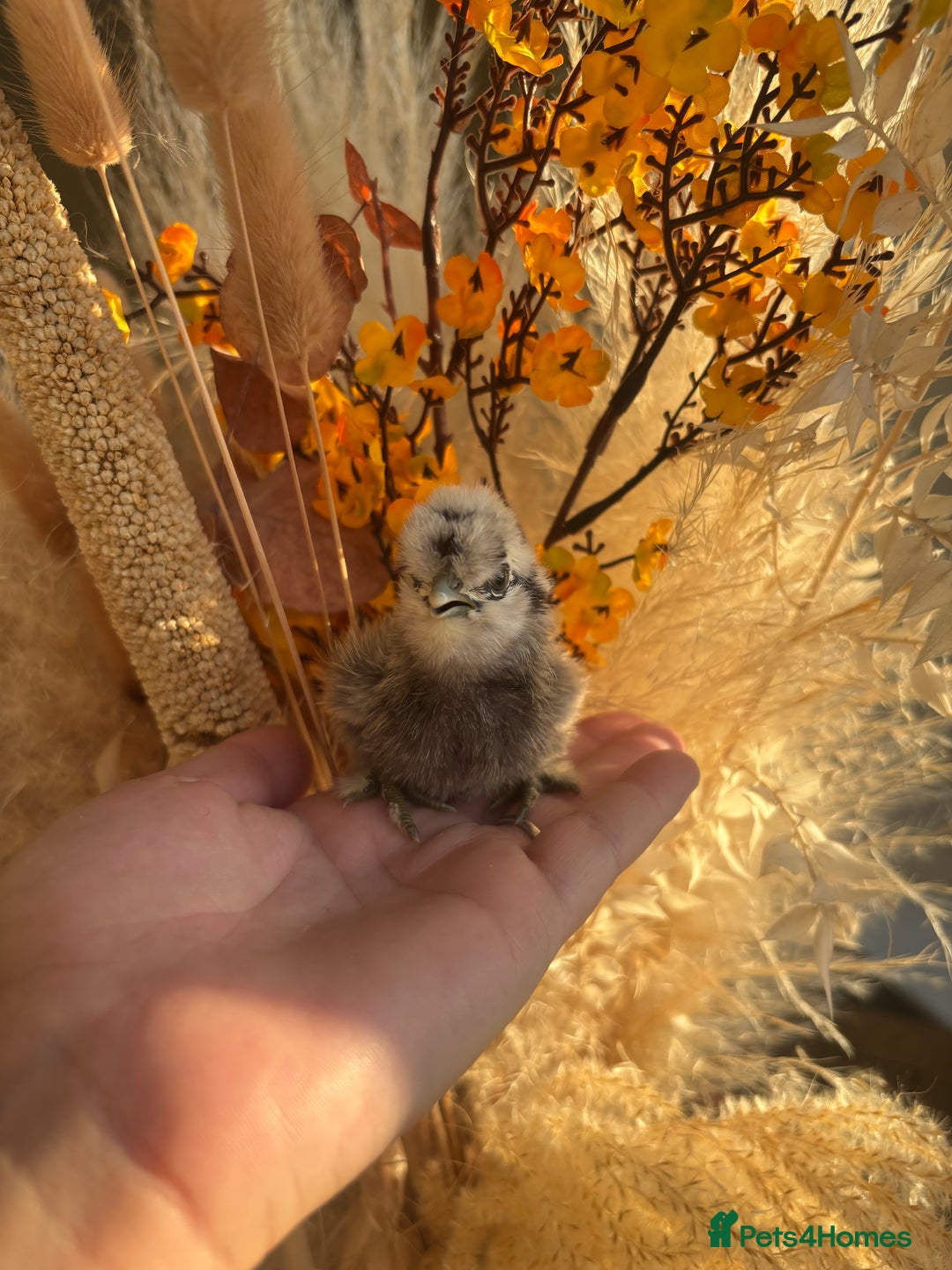 Chickens poultry for sale: USA Silkie Chicks - Image 2