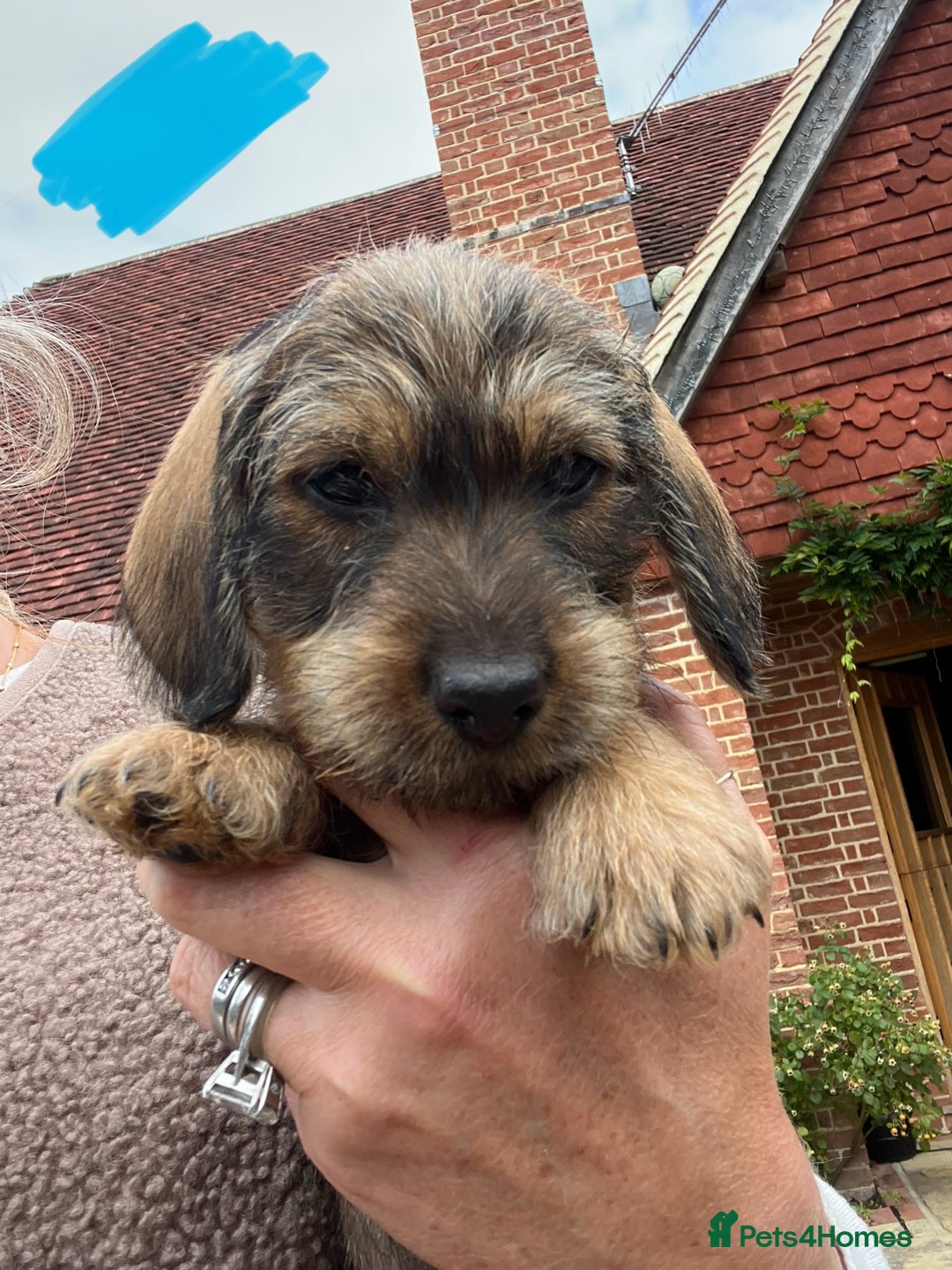 Dachshund dogs for sale: Standard Wire hair Pups available!! - Image 1