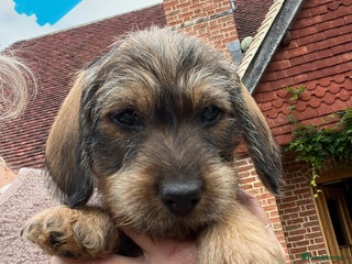 Dachshund dogs - Advert 5