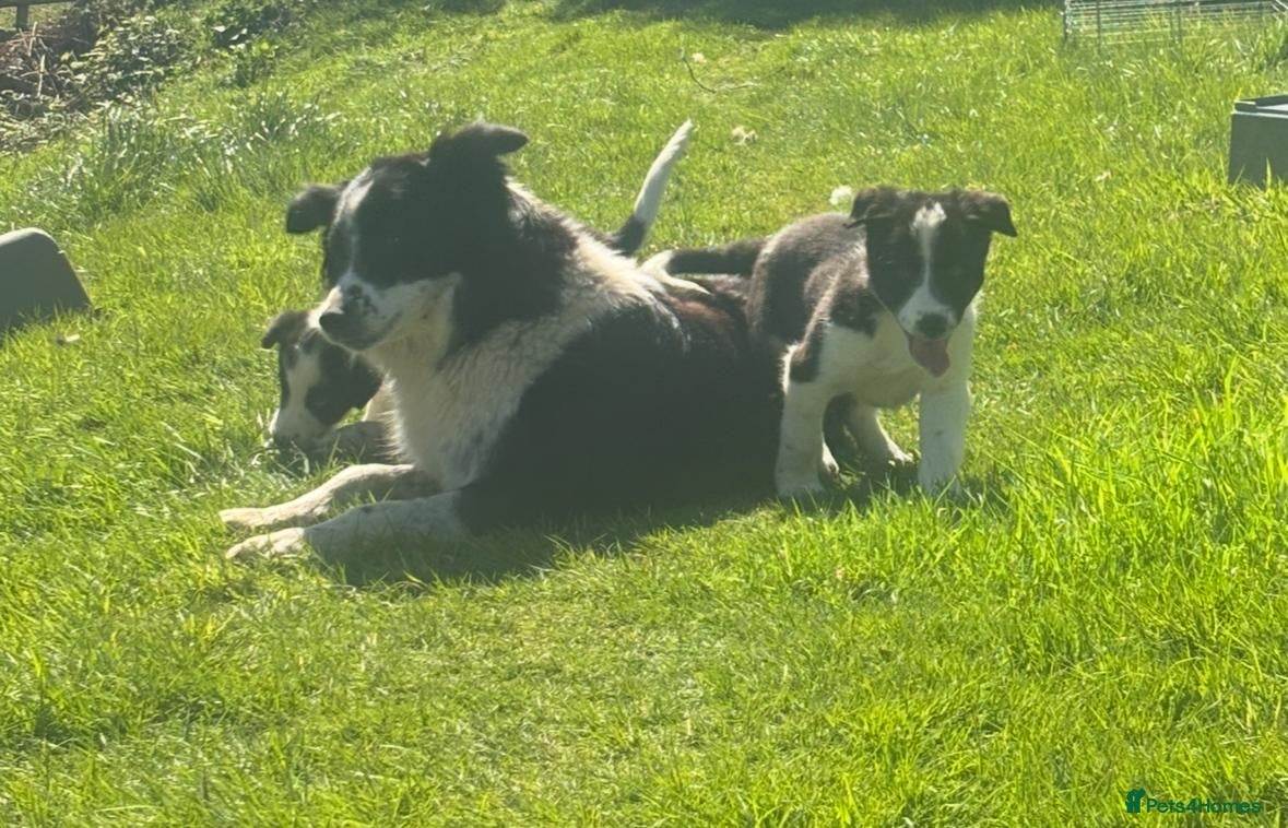 Border Collie dogs Active Border Collie pups for sale - Advert 1