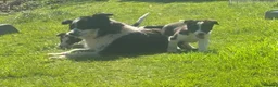 Border Collie dogs for sale: Active Border Collie pups for sale - Advert 2