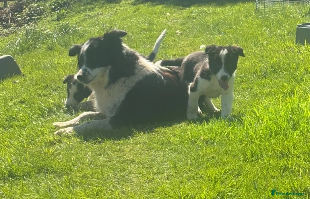 Border Collie dogs for sale: Active Border Collie pups for sale - Advert 2