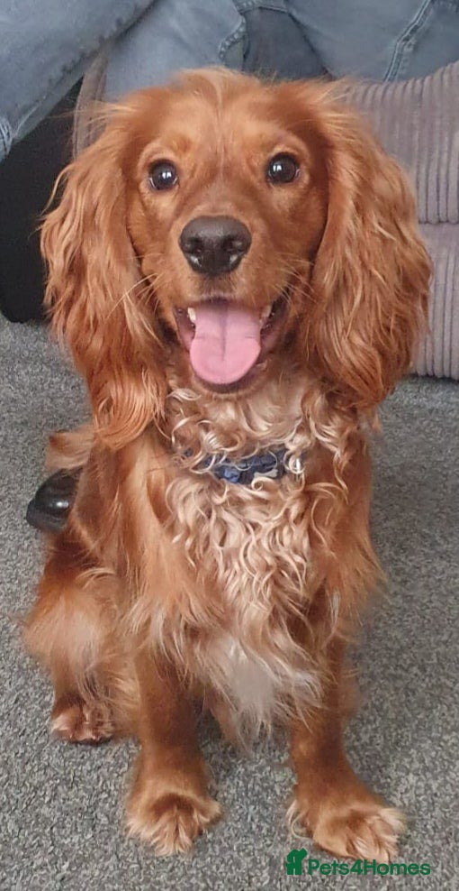 Cocker Spaniel dogs RALPH  - Advert 15