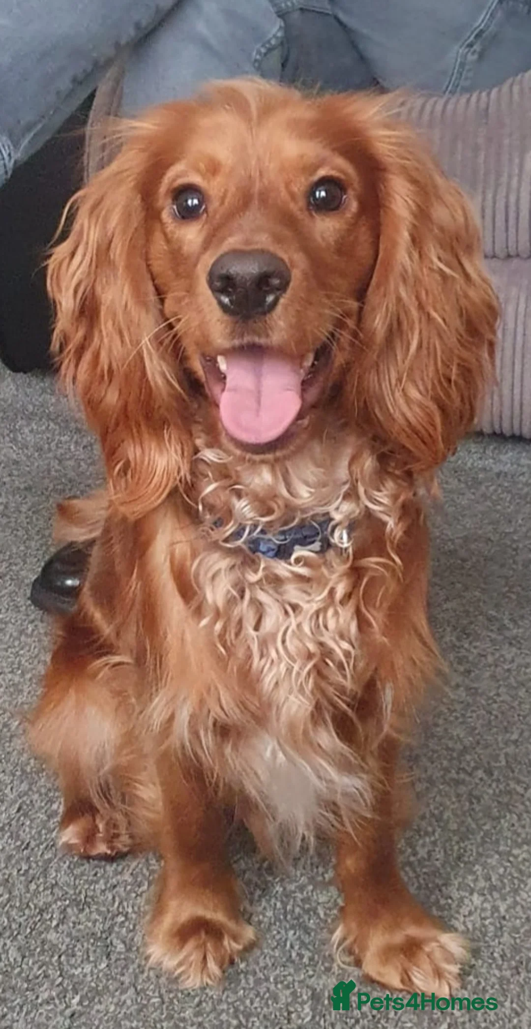Cocker Spaniel dogs for sale: RALPH  - Advert 1