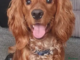 Cocker Spaniel dogs RALPH - Advert 15
