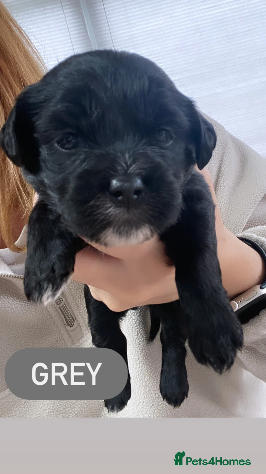Mixed Breed dogs for sale: The Cutest Shih Poo-Doodles in Stockton-on-Tees - Advert 2