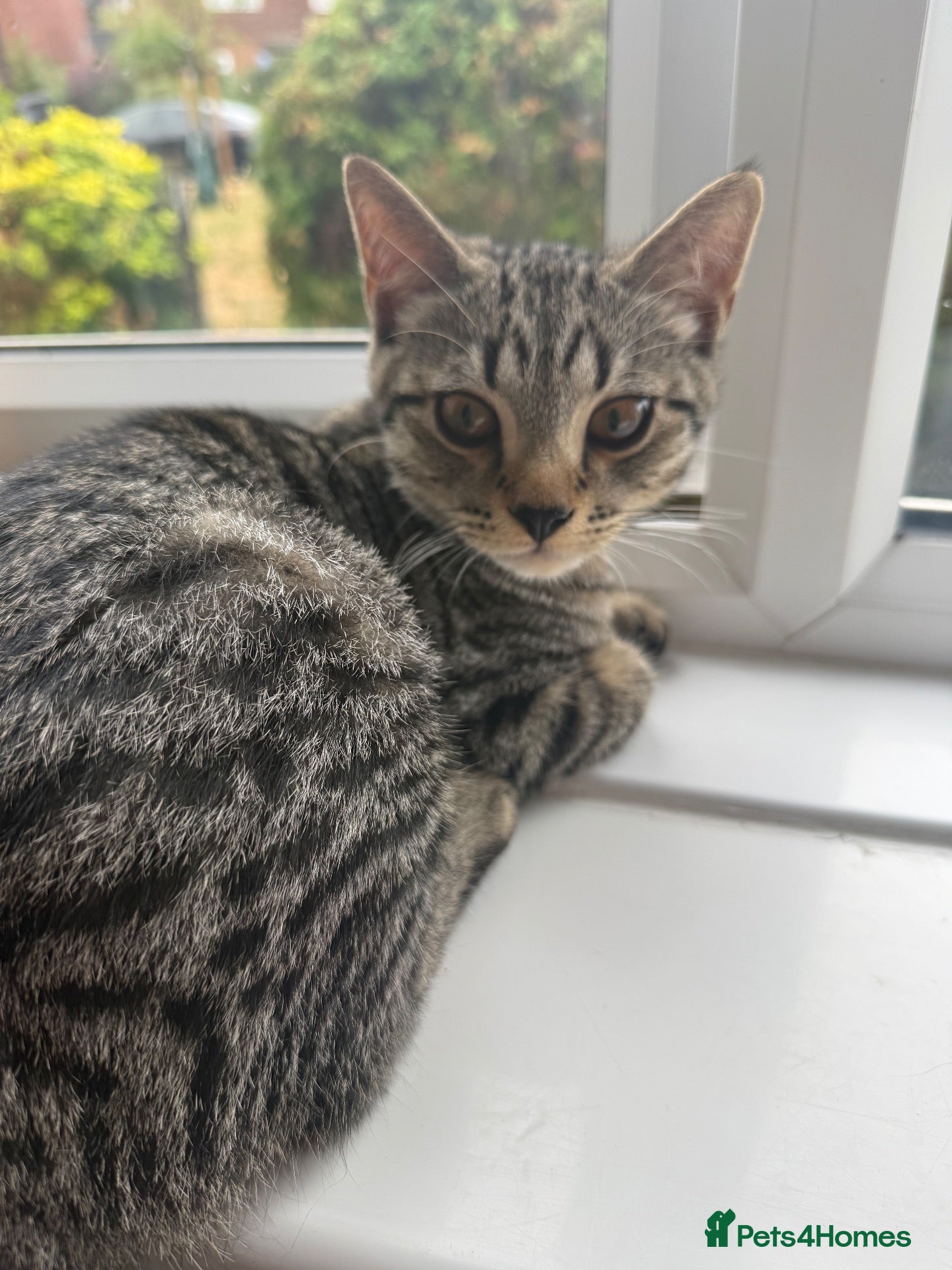 Mixed Breed cats British shorthair x Tabby boy - Advert 2