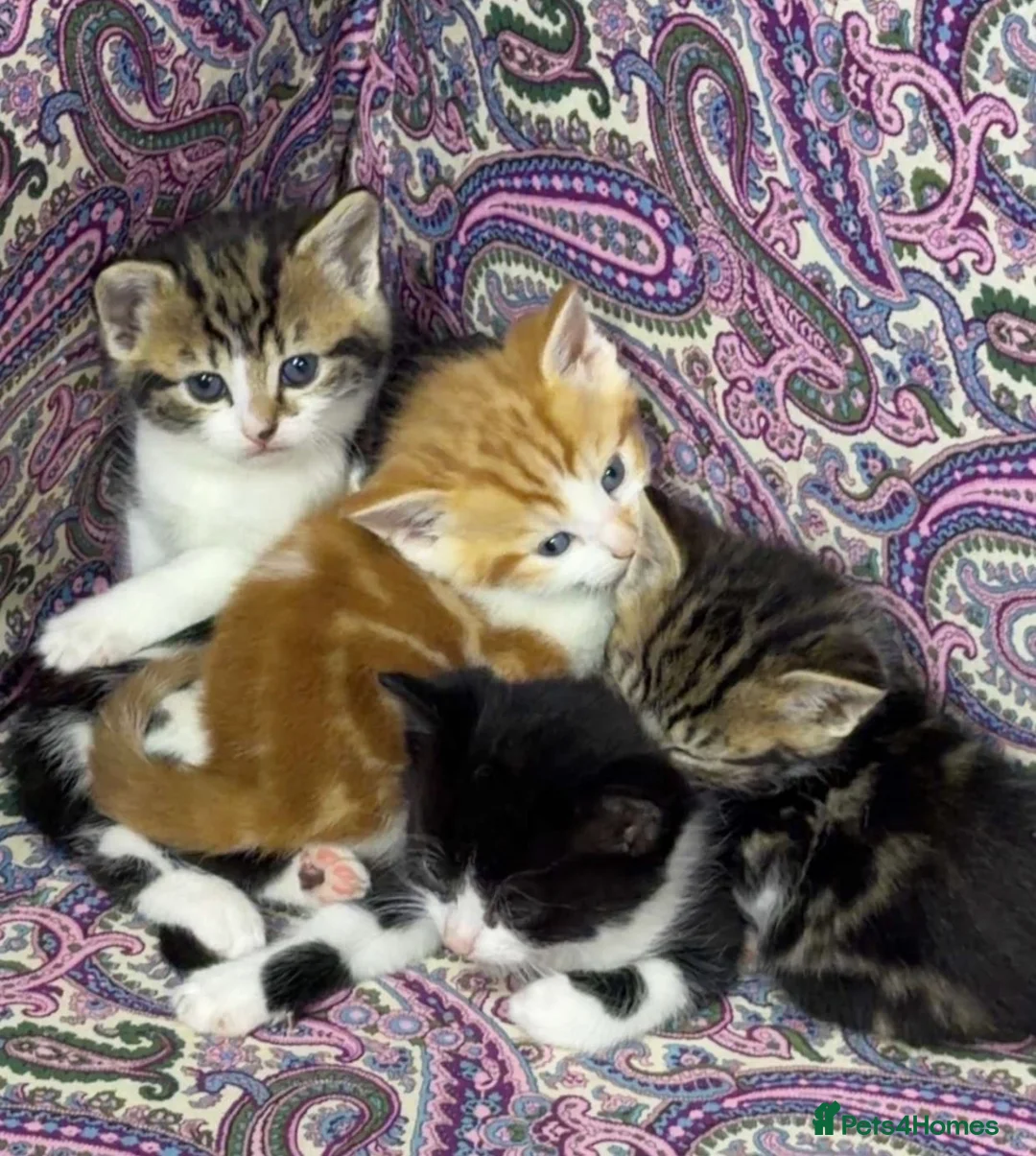 Domestic Shorthair cats for sale: Gorgeous boy ready to leave!  in Birmingham - Advert 5