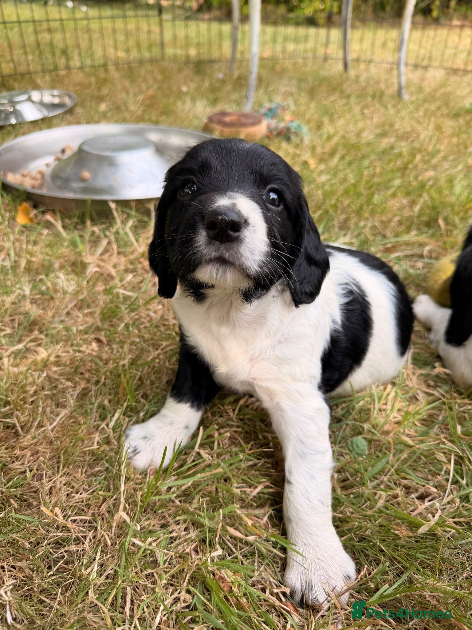 English Springer Spaniel dogs KC Registered Black & White ESS Puppies - Advert 2