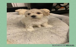 Maltipoo dogs for sale: Stunning F1 Maltipoo Puppies!!! - Image 15