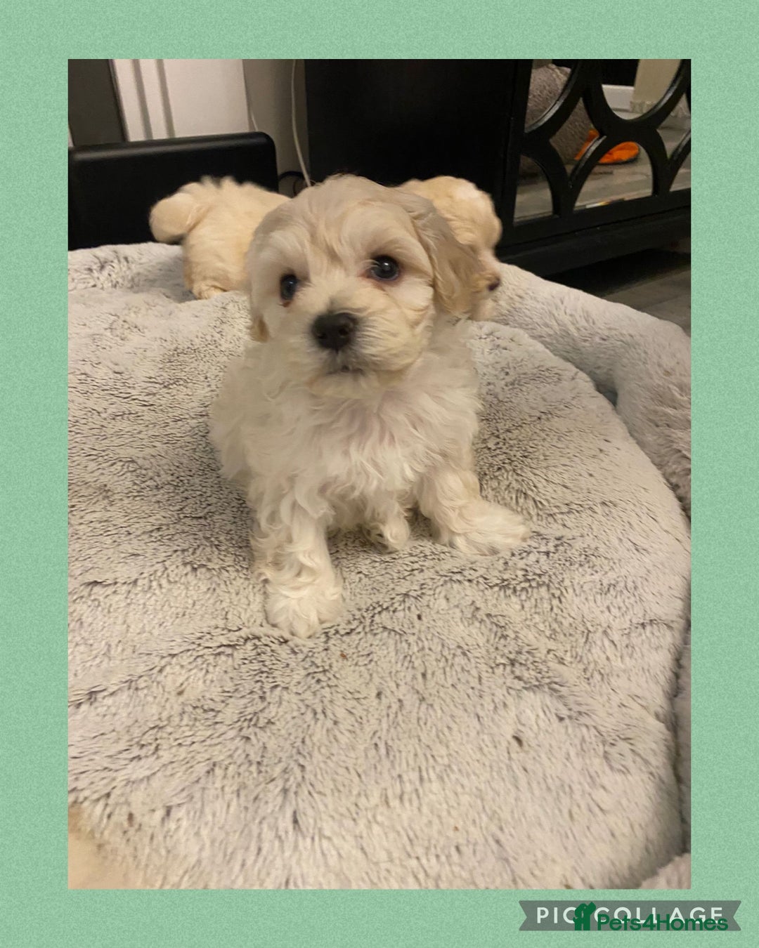 Maltipoo dogs for sale: Stunning F1 Maltipoo Puppies!!! - Image 15