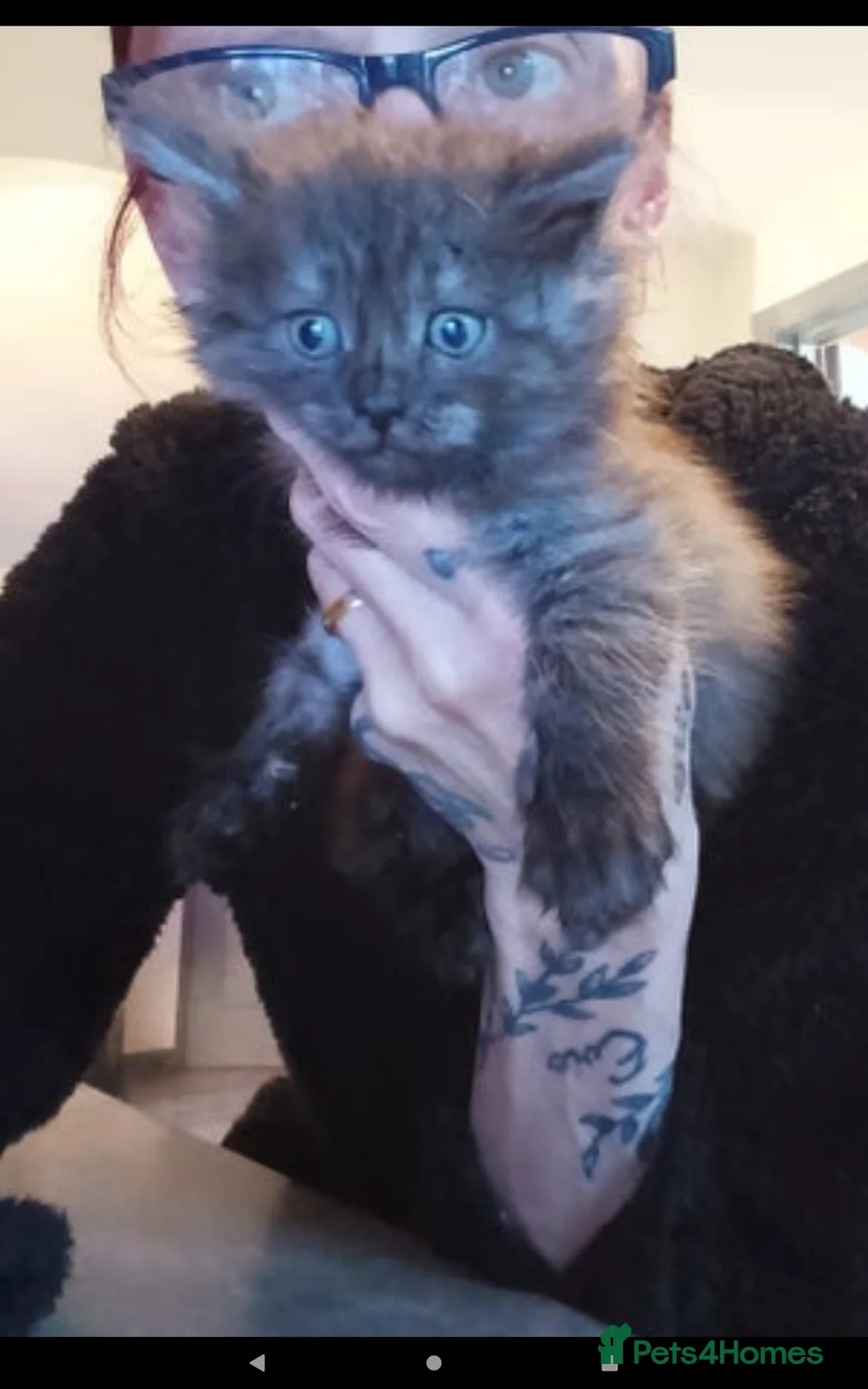 Mixed Breed cats for sale: Half maine coon,kittens for sale  - Advert 2