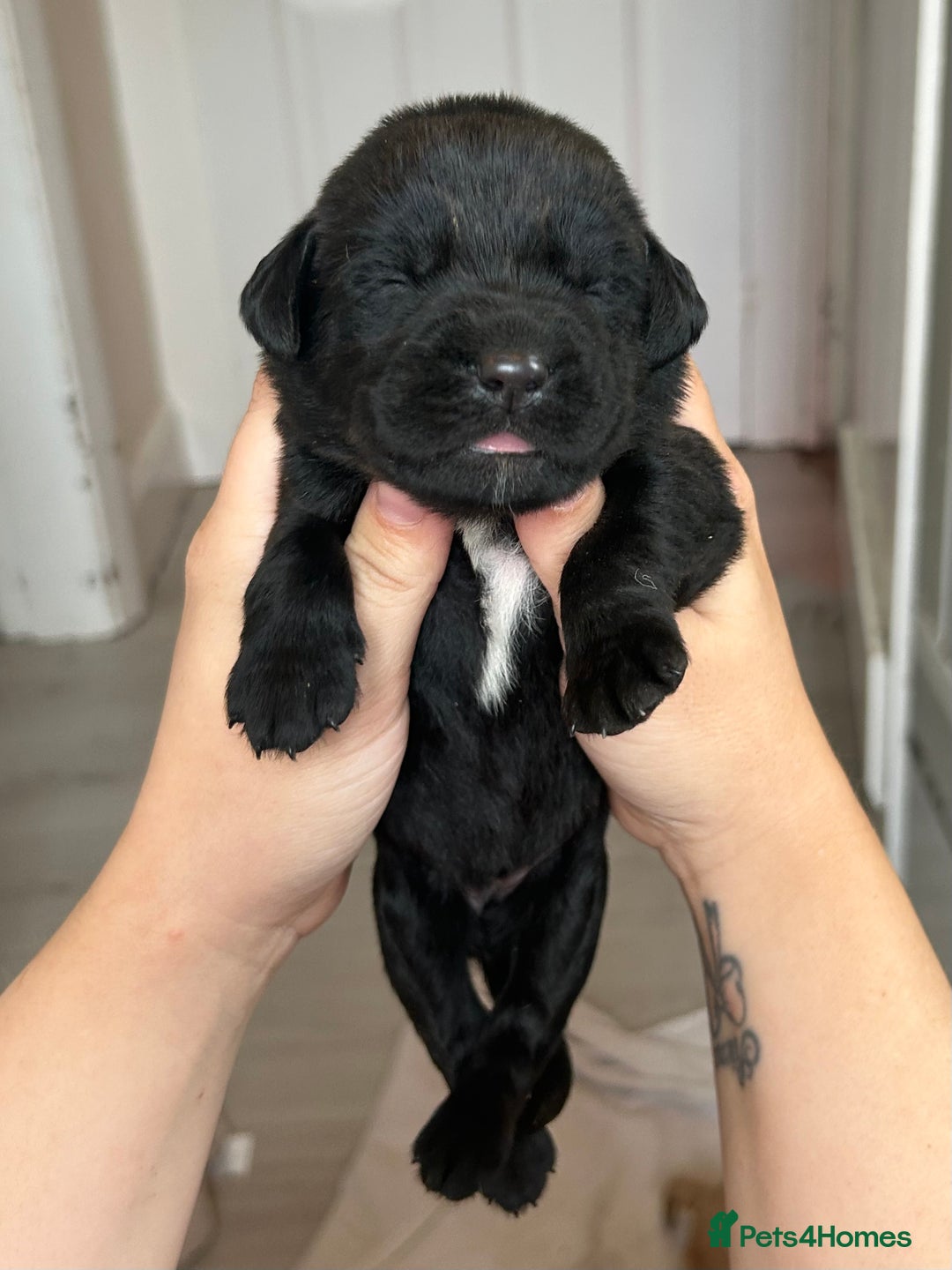 Springador dogs for sale: 3/4 Labrador (Springador x Labrador) Pups for Sale - Image 3