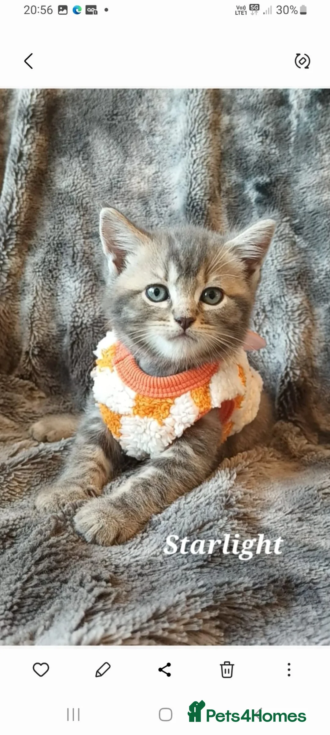 British Shorthair cats for sale: British Shorthair Boy - Advert 2