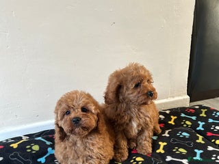 Cavapoo dogs - Advert 1