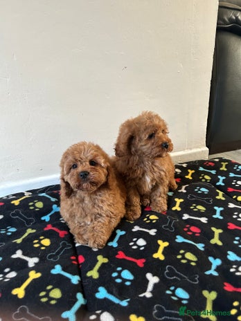 Cavapoo dogs - Advert 3